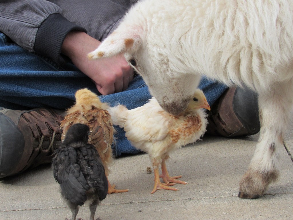 lamb-and-chicks1